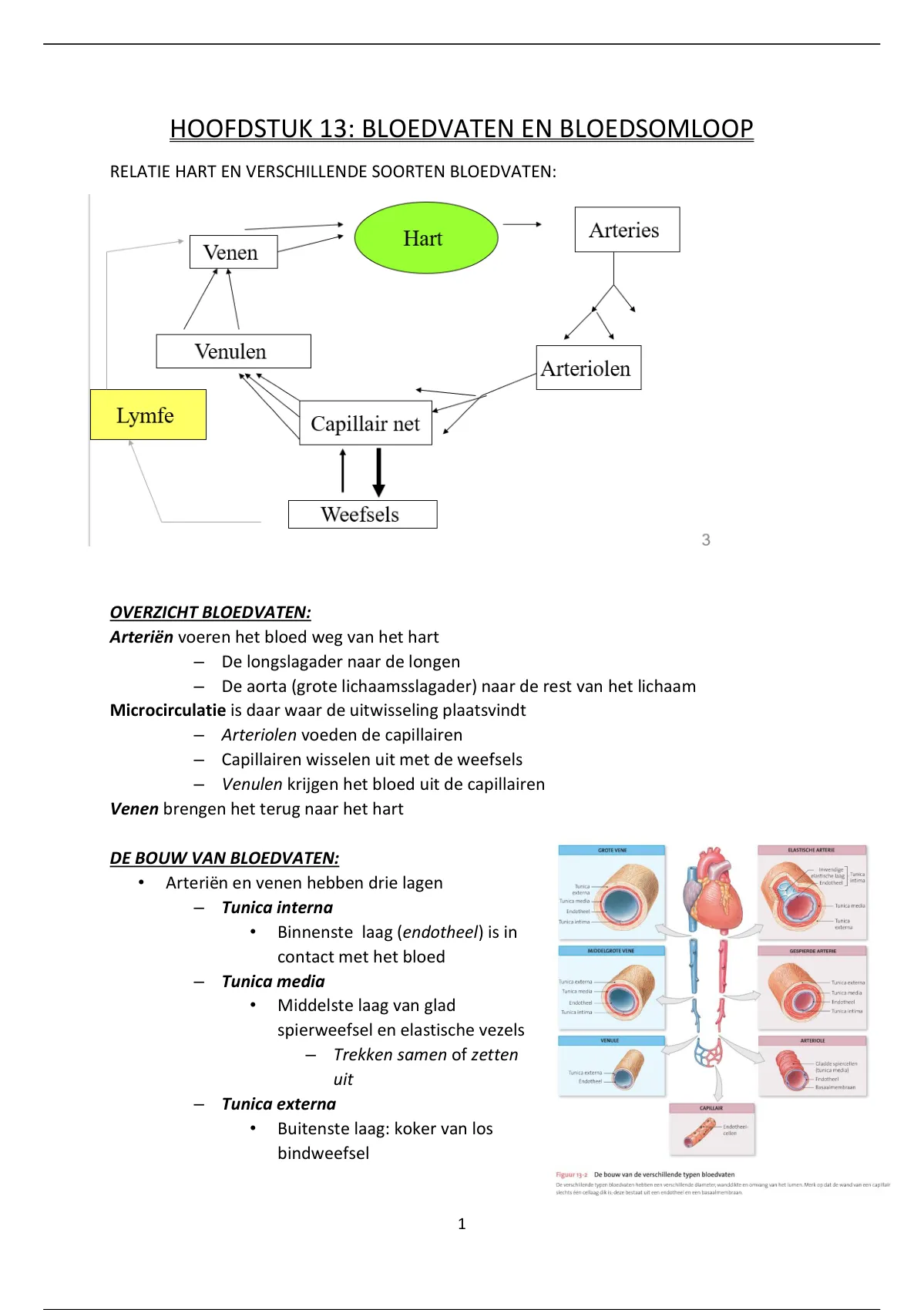 Anatomie En Fysiologie Deel Stuvia Nl