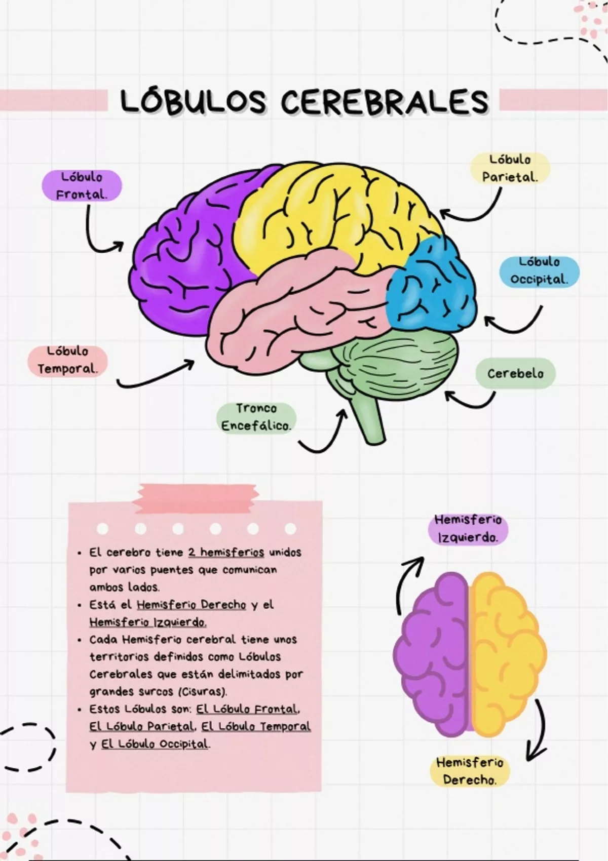 Los Lobulos Cerebrales Y Sus Funciones Neuropsicolog A Sic