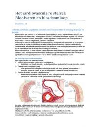 Samenvatting Het Cardiovasculaire Stelsel Het Bloedvatenstelsel