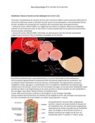 Fysiologie Hoofdstuk 6 en deel h5