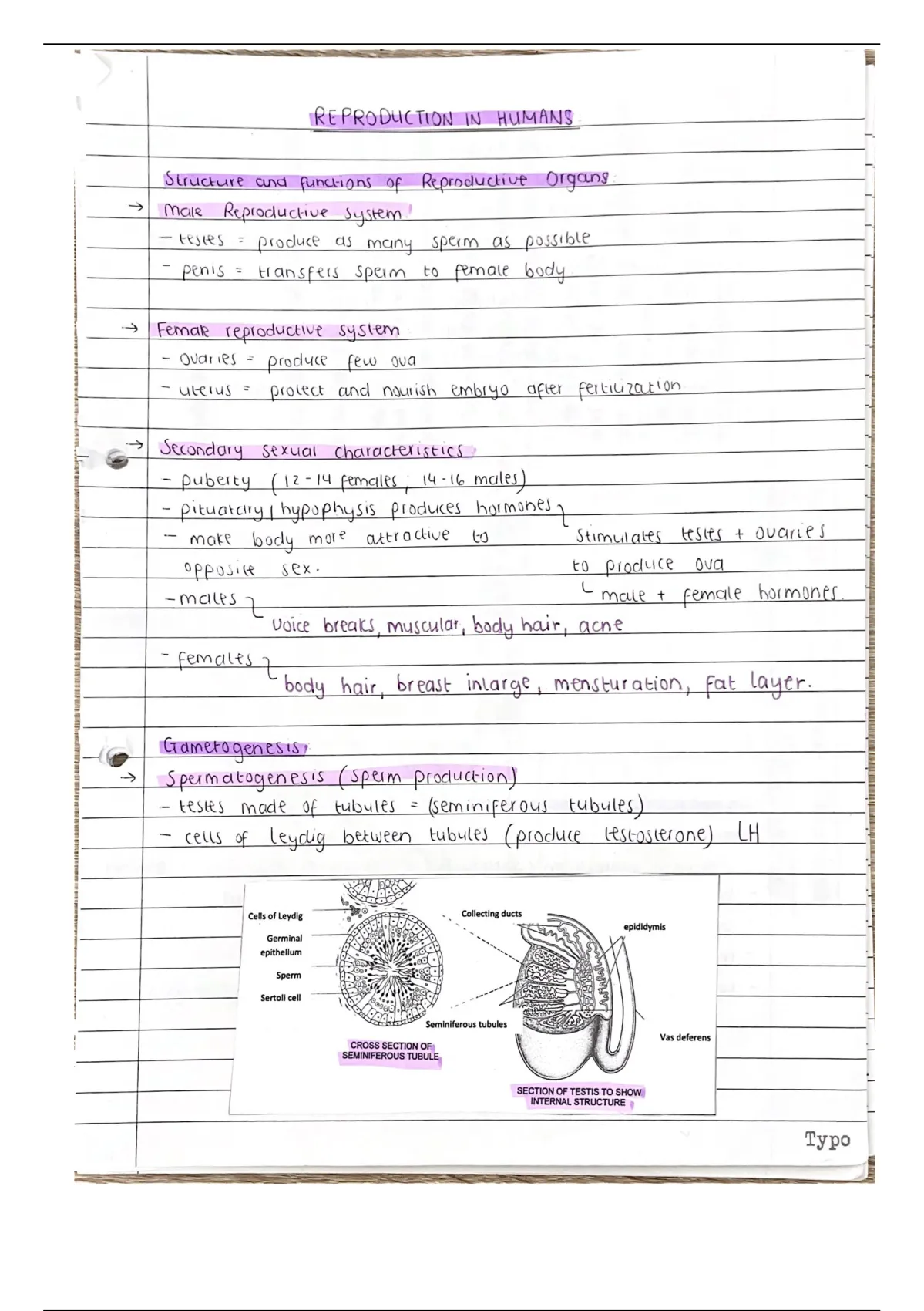 Summary Human Reproduction Notes Grade Ieb Life Sciences Stuvia Sa