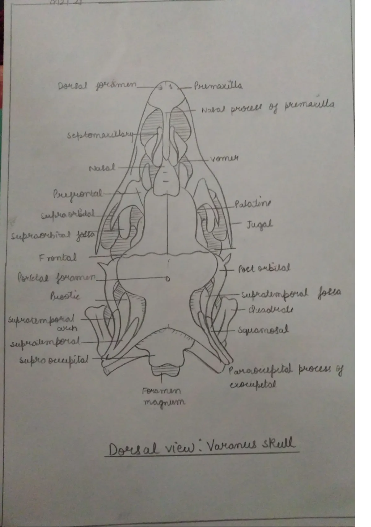 Summary varanus skull-ventral and dorsal view - Zoology - Stuvia US