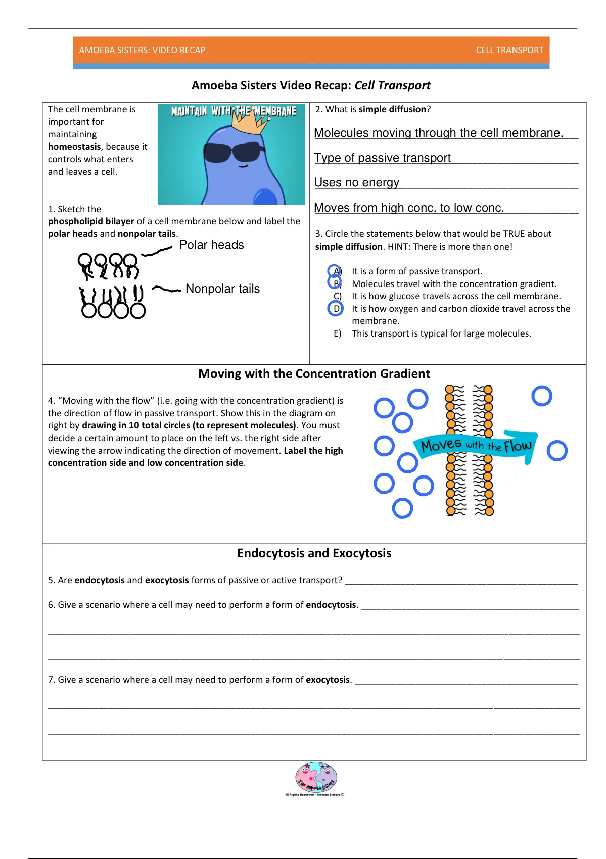 Amoeba Sisters Cell Transport Worksheet with Answers, Exercises for ...