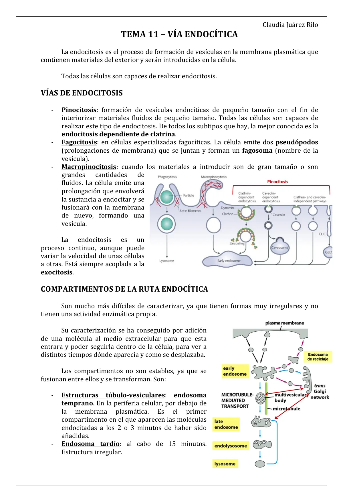 Tema 11 - Vía Endocítica (biología Celular) - Segundo Curso - Stuvia Us