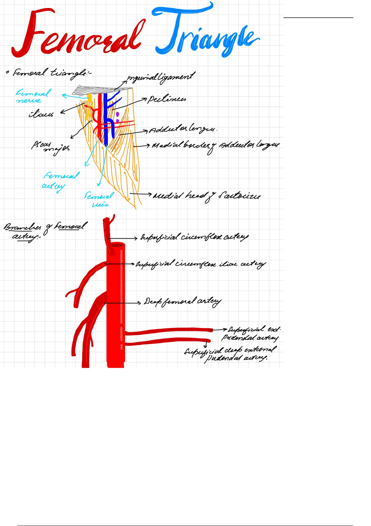 femoral-triangle-anatomy-medical-mbbs-stuvia-us