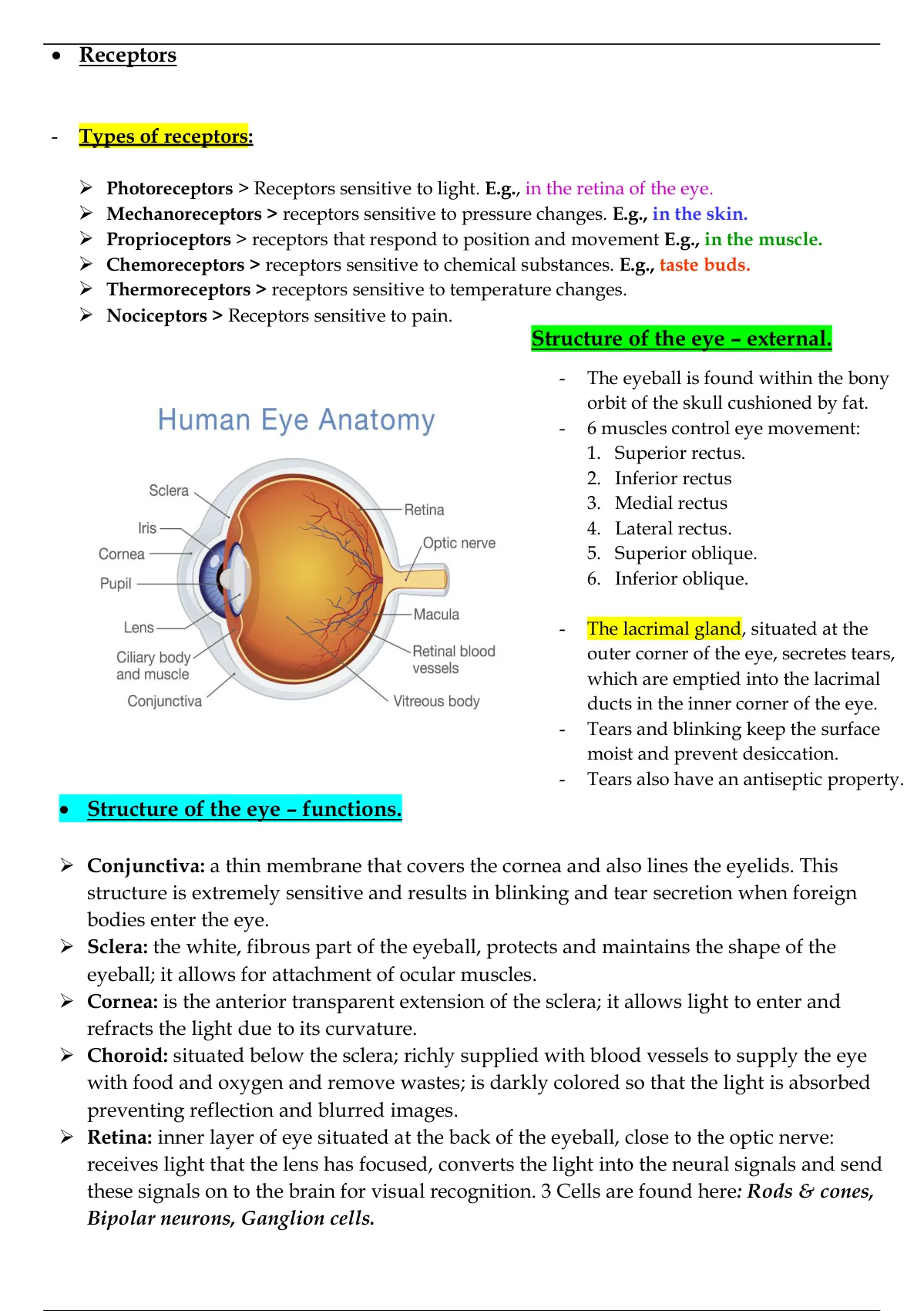 The Human Eye Life Science Gr Ieb Summary Notes Life Sciences Stuvia Sa