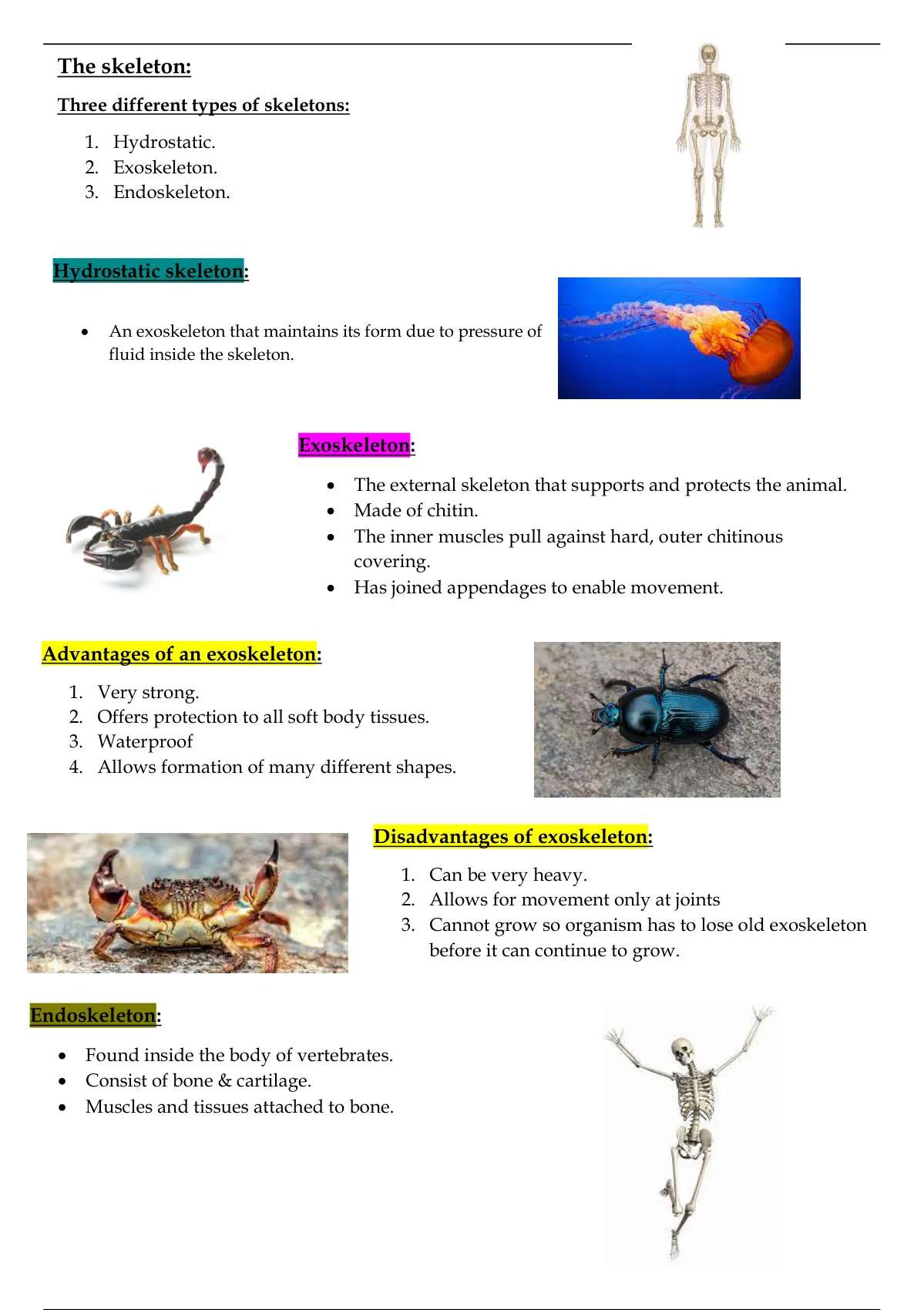 Summary The Human Skeleton Life Science GR IEB Summaries Notes Life Sciences Stuvia SA