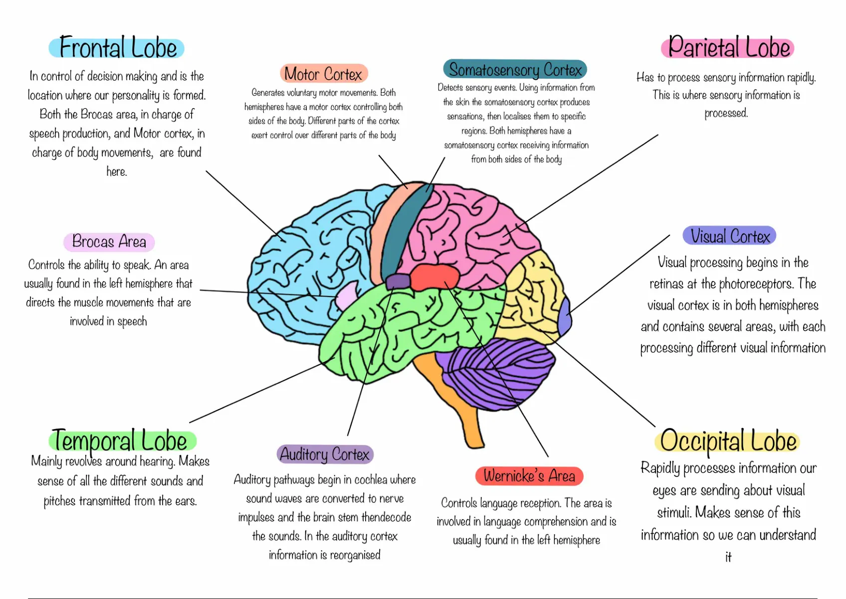 Annotated model of the brain, Psychology - Biopsychology - Stuvia UK