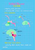 Central Nervous System