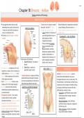 Chapter 18 Bates reading: Breast and Axillae Notes