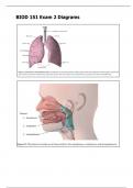 BIOD 151 Exam 2 Diagrams