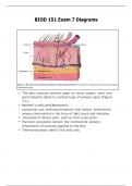 BIOD 151 Exam 7 Diagrams