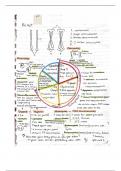 Biology: Cell Cycle, Mitosis & Meiosis