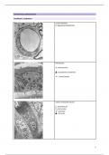 Cell and tissue ultrastructure 