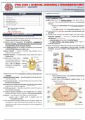 Neuroanatomy - Spinal cord and Ascending, Descending and Intersegmental (Snell's)