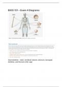 BIOD 151 - Exam 4 Diagrams