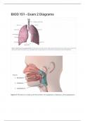 BIOD 151 - Exam 2 Diagrams