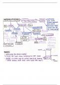 Epithelia Tissue - Mind Map