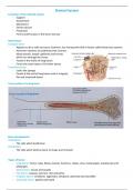 The Skeletal System