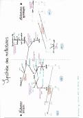 Vous y trouvez une synthèse et dégradation du cholestérol sous forme d'un schéma