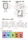 IB biology diagrams