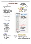 Functional Anatomy Biomech & Kines I