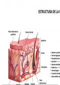 Estructura de la piel