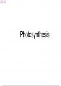 Photosynthesis Notes