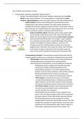 BBS1001 Case 6 Where do proteins end up