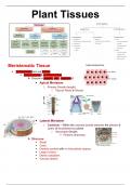 PLANT TISSUES - GRADE 10 IEB LIFE SCIENCE