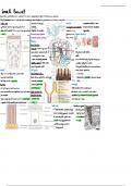 Small Bowel Lecture Notes