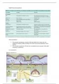 NANC neurotransmitters