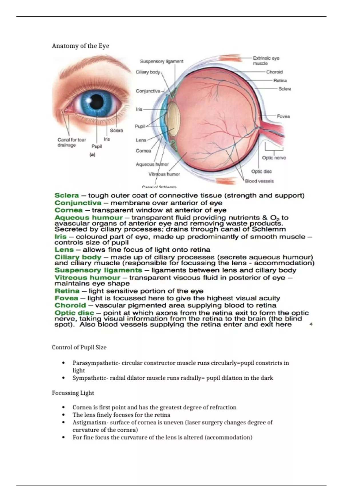 Summary Anatomy of the eye - Pharmacy - neurophysiology and ...