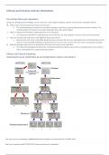 Mitosis and Meiosis Activity Worksheet