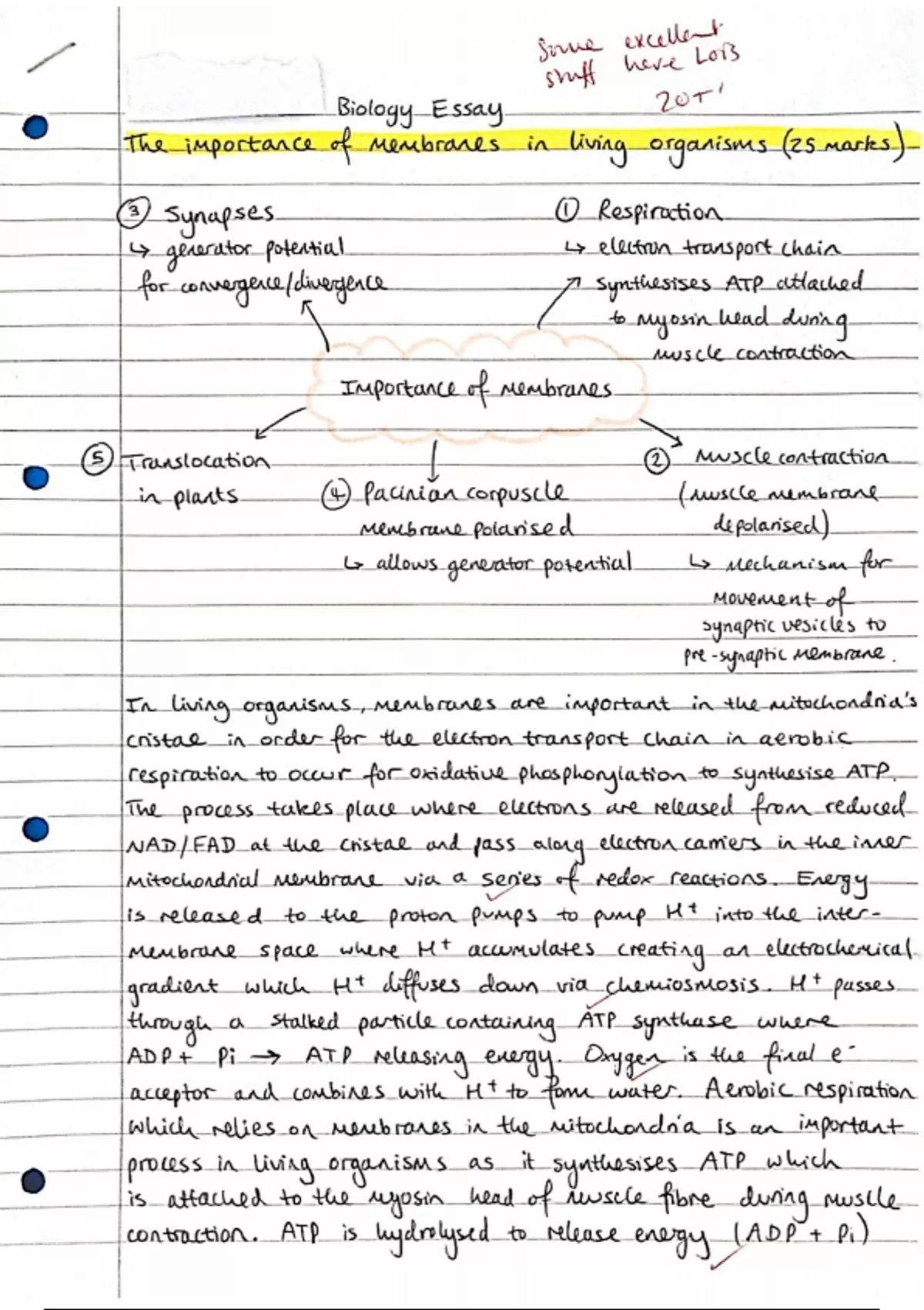 quizlet a level biology essay