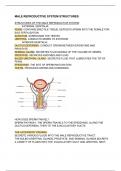 INTRO TO MALE REPRODUCTIVE SYSTEM