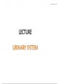 Anatomy,urinary system