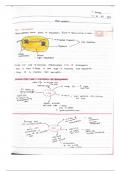 Summary WJEC Biology for A2 Level Student Book: 2nd Edition -  Photosynthesis 