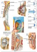 Compleet bestand met alle afbeeldingen en aanduidingen van anatomie OOG