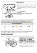 All about Photosynthesis