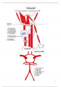 schemas anatomie