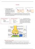 Neuroscience Week 3 Lecture Notes