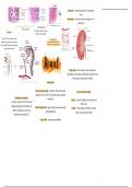 Renal Lecture Notes Bundle