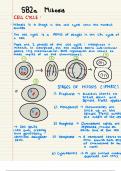 EDEXCEL BIOLOGY the brain and the eye