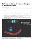 Unit 2 - Cells Co-transportation