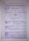 Lecture notes Memory -  Working memory model 1