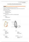 samenvatting granen / Vitamine B- houdende koolhydraatbronnen