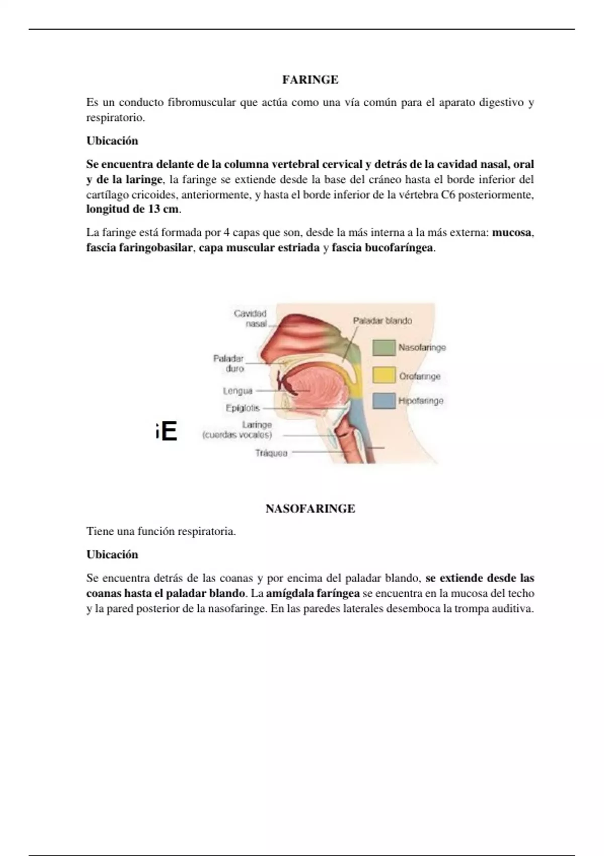 Sumario Anatomía de la faringe resumen - 3412 - Stuvia US