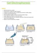 OCR A-Level Biology 6.3.5 Gel Electrophoresis