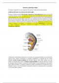 Embriologia del sistema respiratorio resumen